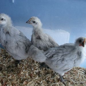 3 weeks old