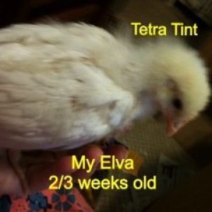 3 tetra tints (California whites) Names are: My Elva-Peaches- & Betty Poop