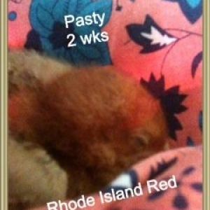4 Rhode Island Reds Names are: Maureen-Lucy-Ethel- & My Lil'Patsy