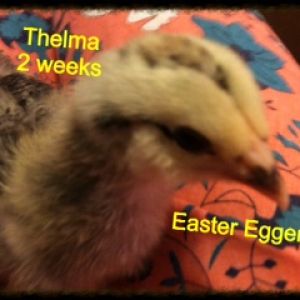 2 Easter Eggers Names are: Thelma & Louise