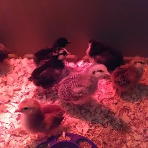 Our new baby chicks in the brooder.