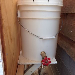 5-gallon bucket watering the McCoop