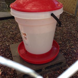5-gallon bucket purchased at CAL Ranch for the ducks