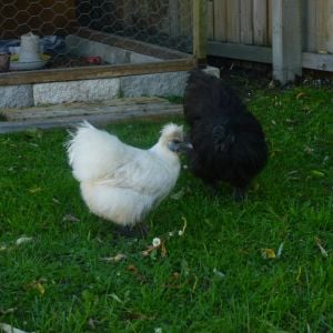 This is Pearl, she is the boss of all the Silkies, yet she is the smallest of them, but she keeps them in line with the help of the rooster