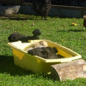 Its been a terrible autumn here, lots of rain and flooding. there was no dry dirt/ space for them to dust bath so I brought a second hand baby bath and dried out some dirt for them. everyone flocked to it haha. they loved it :)