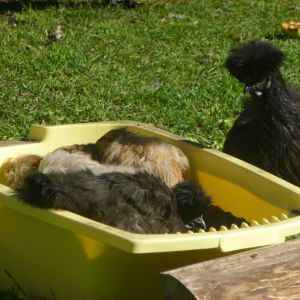 Fro lines up for the bath