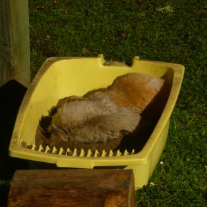 Pearl and Cherry take the first bath ( they are the top 2 in the pecking order)