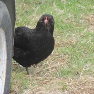 I like this hen, she is sweet.