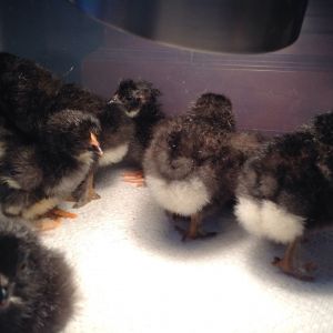 Day old French black copper marans.
