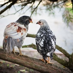 True love

We just figured out the Owlie is in fact a rooster, and you can see he has found his true love in Sally, our Silver Laced Wyandotte.