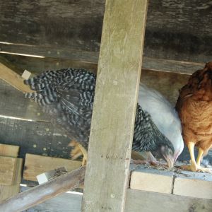 Just 3 of our 9 ladies on the landing they all like to sleep on.