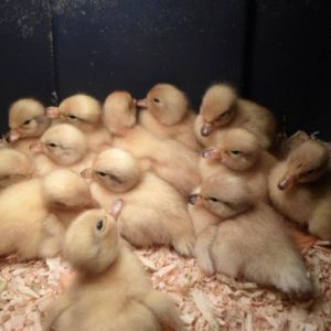Baby Snowy Call Ducks! PURE BRED!