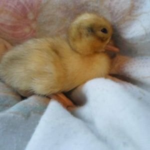 Baby Snowy Call Duck