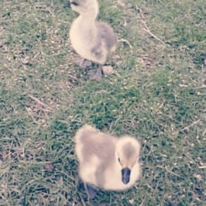 Brown Chinese Goslings. Sergeant and Penny