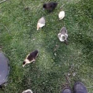 Babies! They follow me around in the Yard.