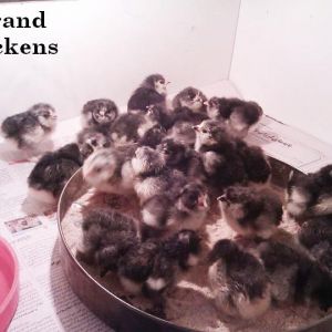 marandi chickens 
black azerbaijan breed