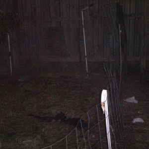 Expanded garden aera for ducks i wanted turkeys but oh well