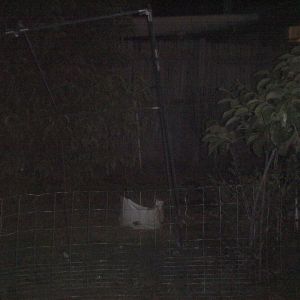 The orginal bondery of my garden aera was to the left of the peach tree the tree on the left