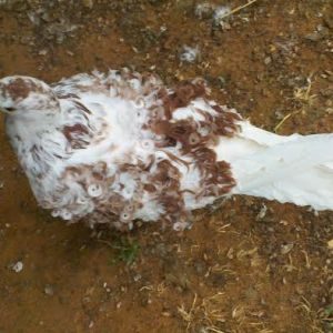 Red Grizzle 2014 unsexed bird for sale $25.00