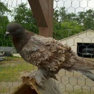 Ash Red young bird for sale unsexed $25.00
The curl has not come in on the young birds yet, but parents are very nice and these will be too after the molt