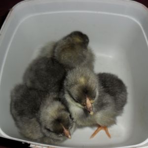 4 blue chicks hatched may 13