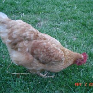 One of the comets. I get them mixed up to be honest, by my daughter can tell you exactly which is which lol.