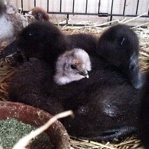 chilly morning cuddle buddies ducks and silkie