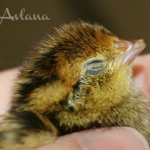Coturnix Quail Chick
