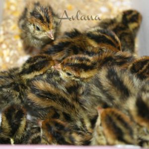 Coturnix Quail Chicks