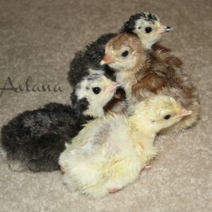 Poults