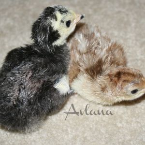 Poults