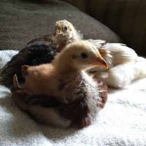 Buckeye, Amelia and Clara, our top three chicks in no particular order