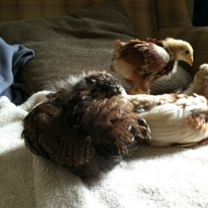 Preening and saying hello, such a sweet afternoon