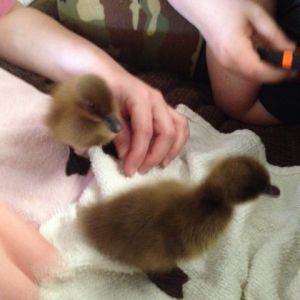 Playing with three day old ducklings!