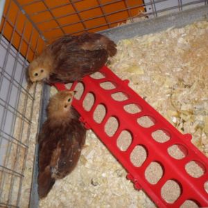 Rhode Island Reds my 2 older chicks..