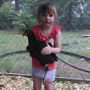 Aryanna holding one of the twelve Australorps we have.