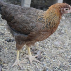one of the pullets