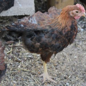 one of the cockerels