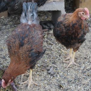 two of the cockerels