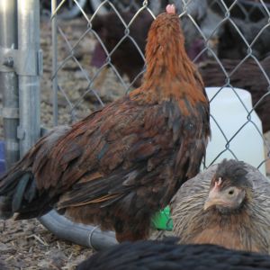 one of the cockerels