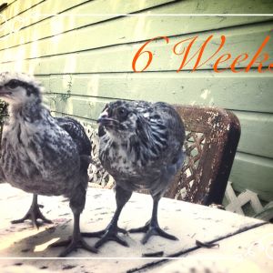 6 weeks old.