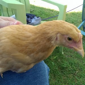 my lap-chicken, Gertie