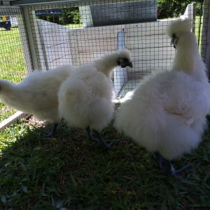These are 3 of my 4 white silkies. i'm pretty sure these three are roosters.