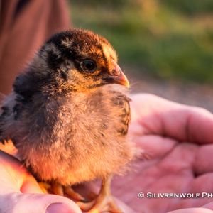 My husband holding one of the chicks.