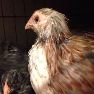 My new salmon Favorelle pullet  and  cuckoo Maran pullet :)