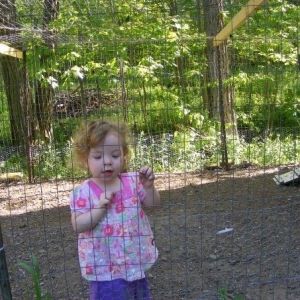 My granddaughter trapped in the chicken run......