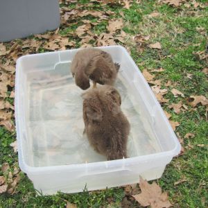 The girls, Lily and Daisy, playing in their first little "pool" at about 5 weeks old.