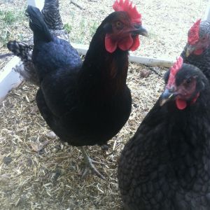 I'm not sure what this hen is, but she looks like a black sex link to me.