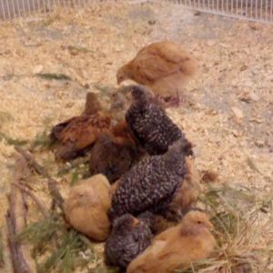 6 week old cuties. 4 Buf Orps, 4 Aurancua and 4 Rocked Hens...my favorites