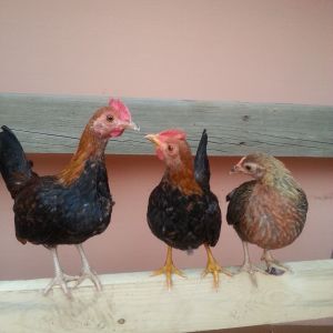 Meet, from left to right, Giblet, Nugget and Drumstick. They're or first chickens. They're just Bantams but I'll be adding a few full size layers soon.
